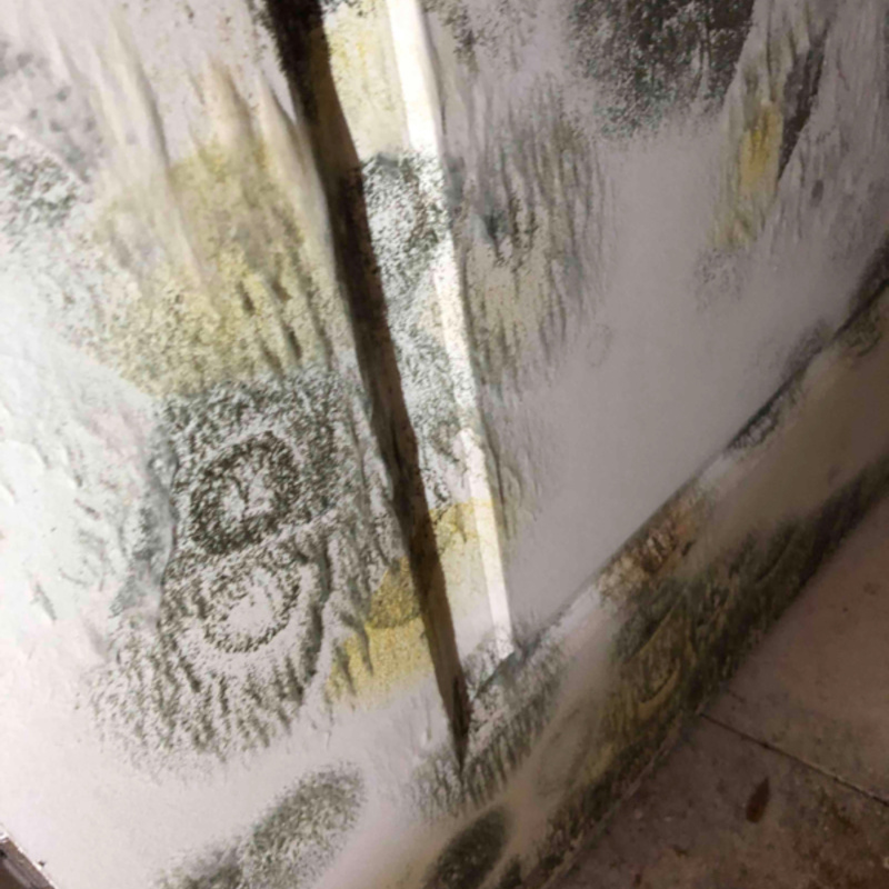 Mold Removal