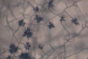 Cladosporium mold growing on a surface