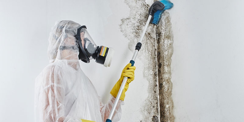 Why You Shouldn’t Handle Mold Removal on Your Own