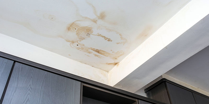 How to Tell if You Need Mold Removal Services