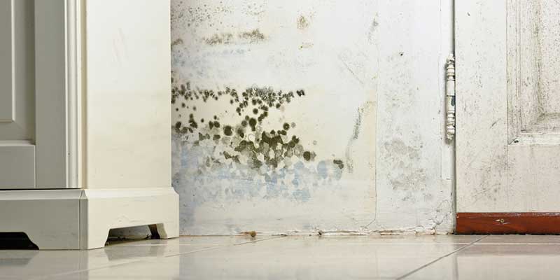 3 Signs You Might Have Mold Damage