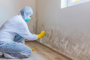 Mold Cleanup in Raleigh, North Carolina