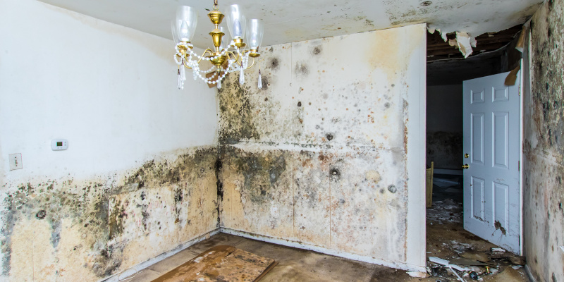 Mold Damage Can Be a Costly and Dangerous Problem