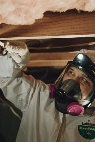 Black Mold Removal in Greensboro, North Carolina