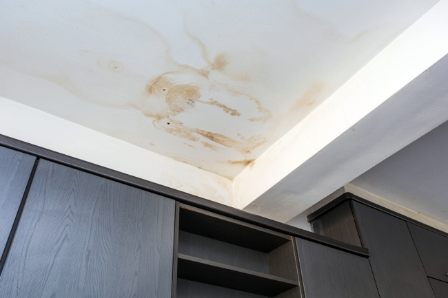 Mold Removal Services