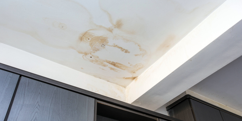 How to Tell if You Need Mold Removal Services