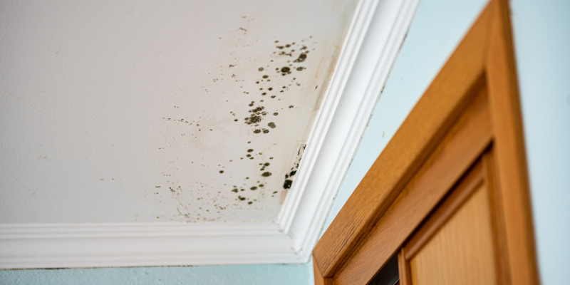 How a Mold Inspection Can Keep You Healthy