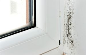 Black Mold Removal: Quickly and Effectively Protect Your Home
