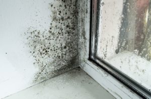 How Mold Damage Impacts Your Home