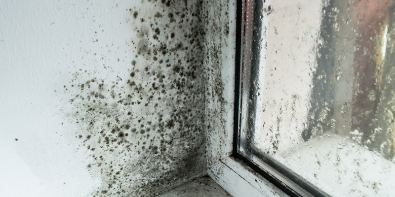 How Mold Damage Impacts Your Home
