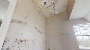What Sets Us Apart from Other Mold Removal Companies?