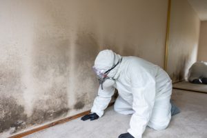 When to Schedule Professional Mold Remediation Services